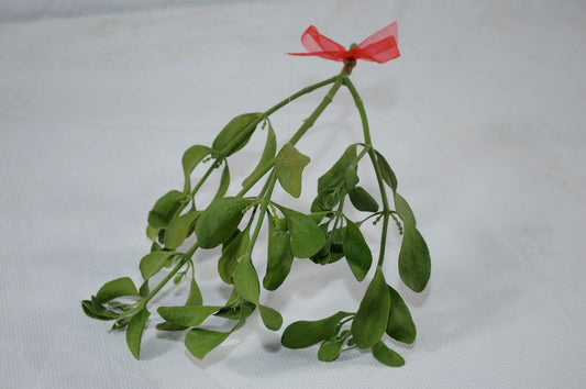 Mistletoe